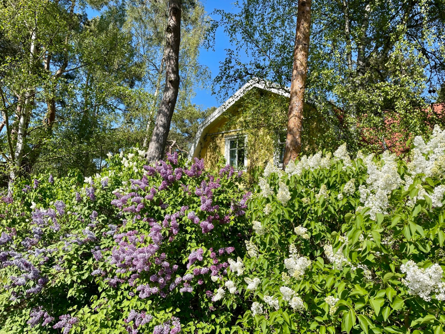 Det stora gula huset 2